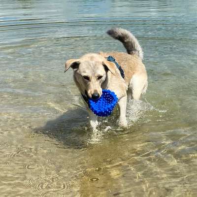 Hundetreffen-Treffen mit Hunden zum spazieren gehen und mehr….🐶-Bild