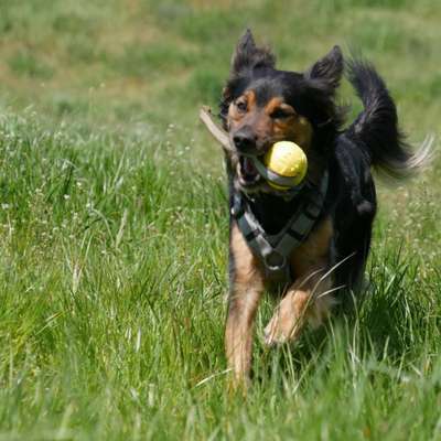 Hundetreffen-Suche Trainingspartner/Spielpartner für meinen Hund Loki-Bild