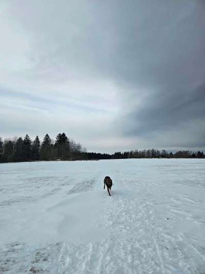 Hundetreffen-Spielen und Gassi-Bild