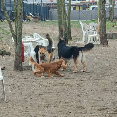 Hundetreffen-Wöchentlicher Spaziergang-Bild