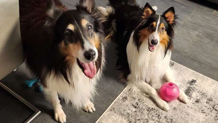 Collies -wo seid ihr?-Beitrag-Bild