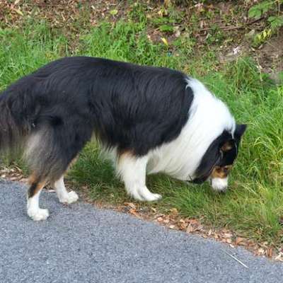 Wie optimal ist das Körpergewicht meines Hundes?-Beitrag-Bild