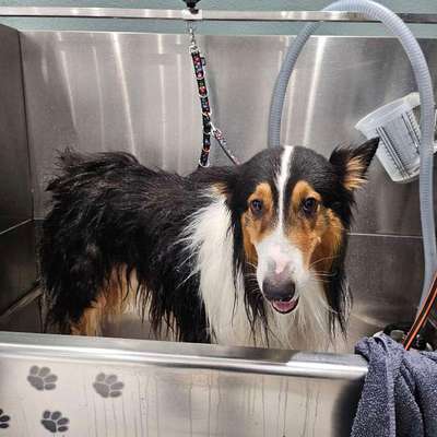 Wie optimal ist das Körpergewicht meines Hundes?-Beitrag-Bild