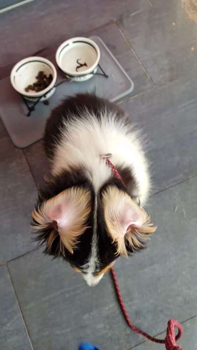 Welpen Bilder !-Beitrag-Bild