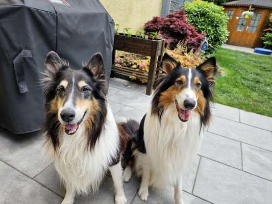 Collies -wo seid ihr?-Beitrag-Bild