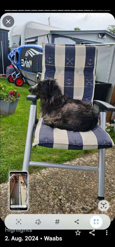 Hund abgegeben, weil Urlaub anstand? Leider kein Witz 😳-Beitrag-Bild