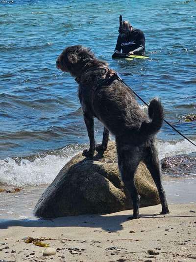 Hund abgegeben, weil Urlaub anstand? Leider kein Witz 😳-Beitrag-Bild