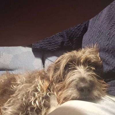 Hund abgegeben, weil Urlaub anstand? Leider kein Witz 😳-Beitrag-Bild