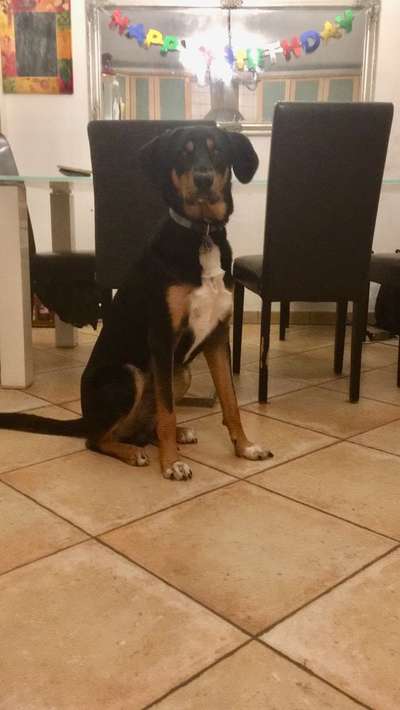 Seltene Rassen!-Beitrag-Bild