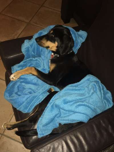 Seltene Rassen!-Beitrag-Bild