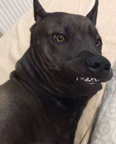 Zeige das lustigste Bild eures Hundis-Beitrag-Bild