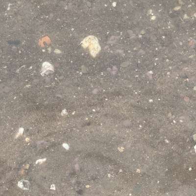 Giftköder-Blaualgen-Bild