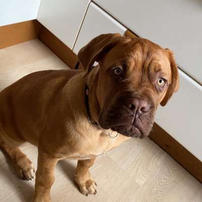 Hundetreffen-Spielrunde-Bild