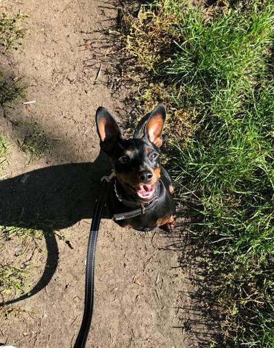 Wo sind die Zwergpinscher?-Beitrag-Bild