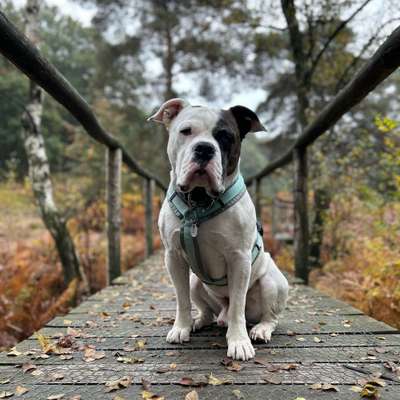 Hundetreffen-Gemeinsame Spaziergänge-Bild