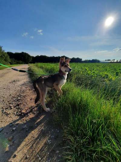 Die Dogorama Kalender Challenge 4/4-Beitrag-Bild