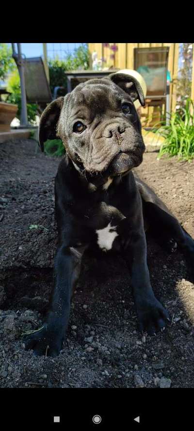 Die Dogorama Kalender Challenge 4/4-Beitrag-Bild