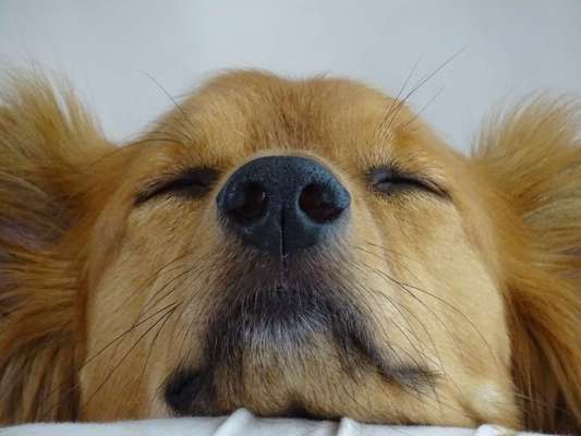 Zeigt mir die tollste Nahaufnahme von eurer Fellnase-Beitrag-Bild