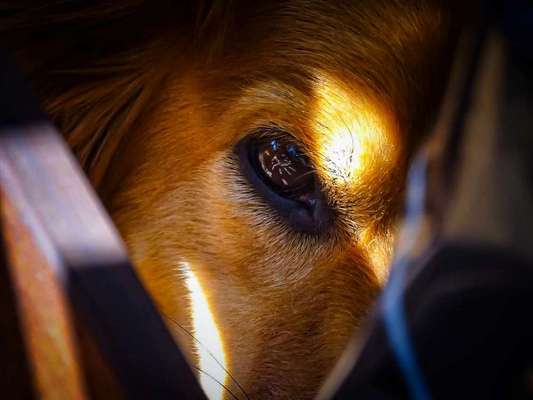 Zeigt mir die tollste Nahaufnahme von eurer Fellnase-Beitrag-Bild