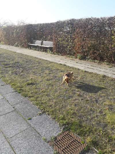 Hundeauslaufgebiet-Bürgerpark Wismar-Bild