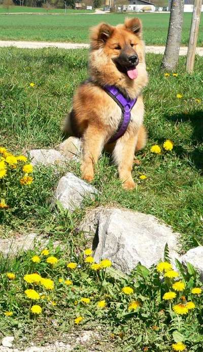 Fotochallenge No. 26                                     Wald und Wiese-Beitrag-Bild