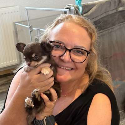 Hundetreffen-Suche Spielkamerad für Chihuahua Welpen-Profilbild