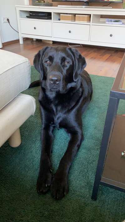 Labradorfans-Beitrag-Bild