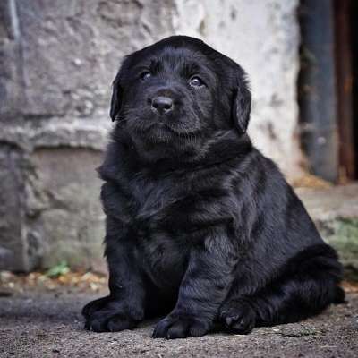 Welpen Bilder !-Beitrag-Bild