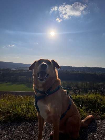 Hundetreffen-Gemeinsam Gassigehen-Bild