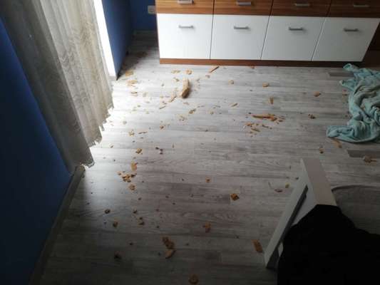 Zeig mir, dass du mit einem hund zusammenlebst....-Beitrag-Bild