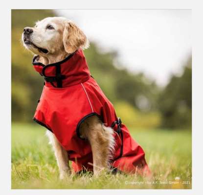 Rhodesian Ridgeback-Beitrag-Bild