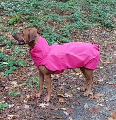 Rhodesian Ridgeback-Beitrag-Bild