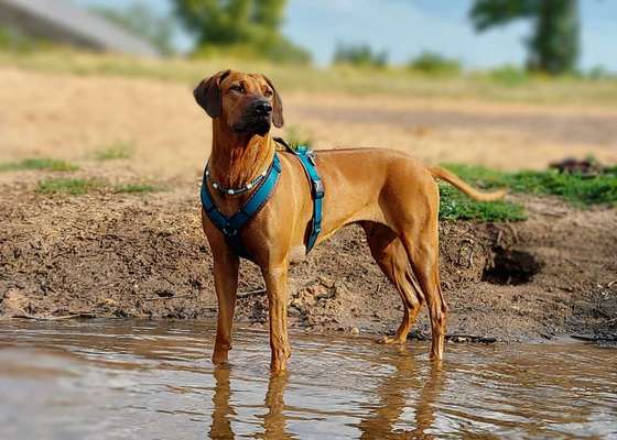 Rhodesian Ridgeback-Beitrag-Bild