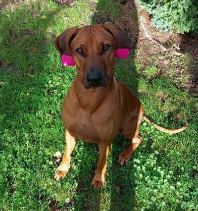 Rhodesian Ridgeback-Beitrag-Bild