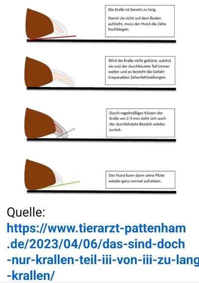 Pfotentrimmen-Beitrag-Bild