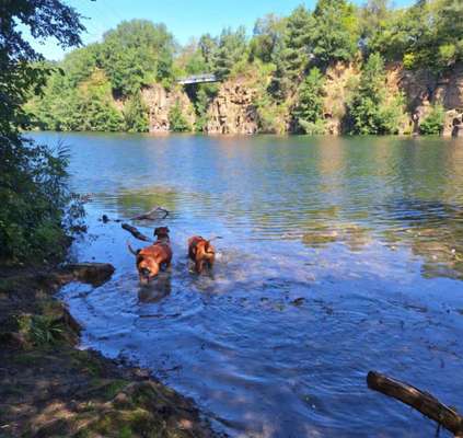 Rhodesian Ridgeback-Beitrag-Bild