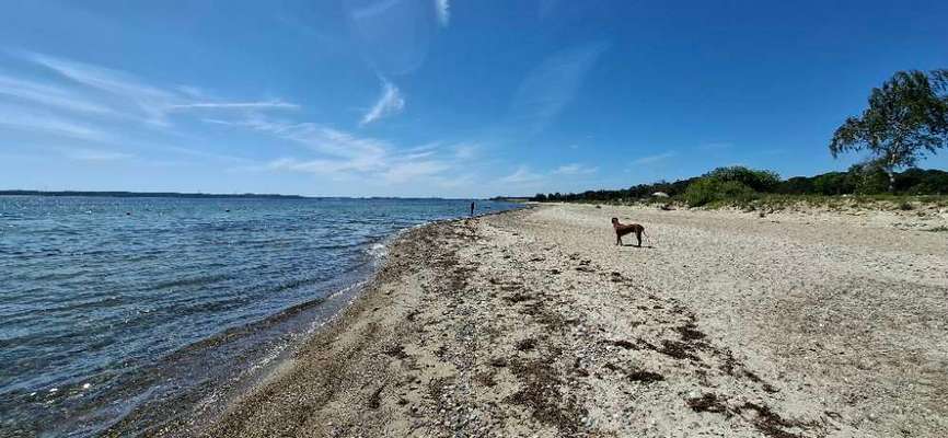 Hundeauslaufgebiet-Karlsminde Hundestrand-Bild