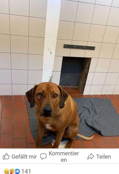 Rhodesian Ridgeback-Beitrag-Bild