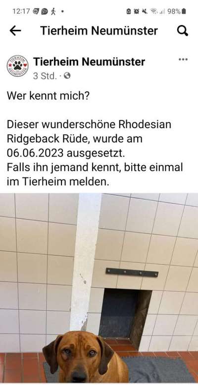 Rhodesian Ridgeback-Beitrag-Bild