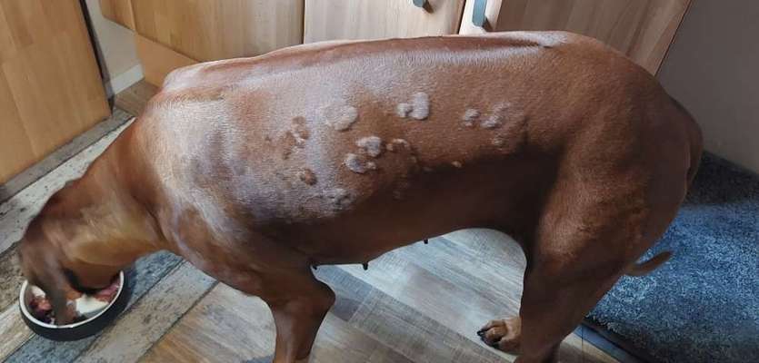 Rhodesian Ridgeback-Beitrag-Bild