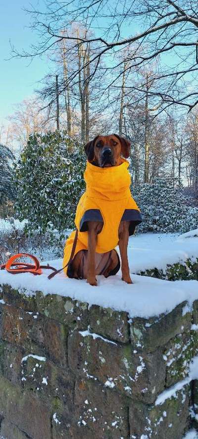 Rhodesian Ridgeback-Beitrag-Bild