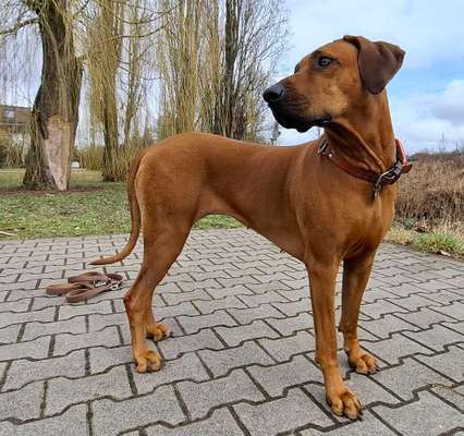 Rhodesian Ridgeback-Beitrag-Bild