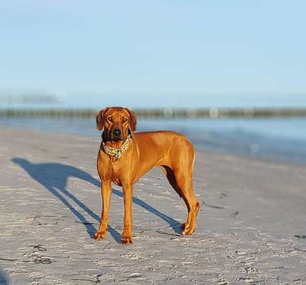 Rhodesian Ridgeback-Beitrag-Bild
