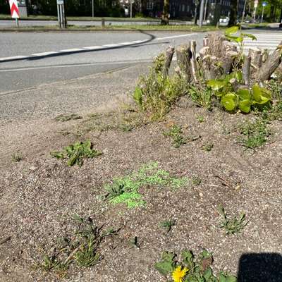 Giftköder-Gift/Schneckenkorn-Bild