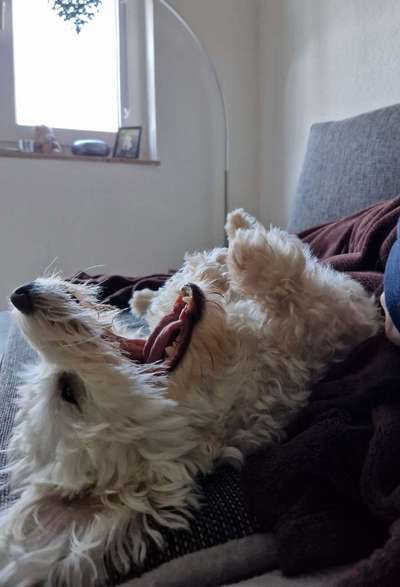 Dogorama Photo Challenge - Mäulchen auf-Beitrag-Bild