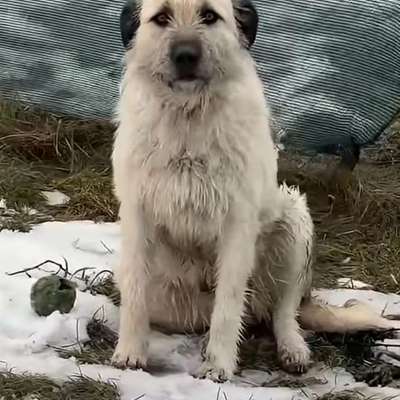 Herdenschutzhund-Mix-Beitrag-Bild