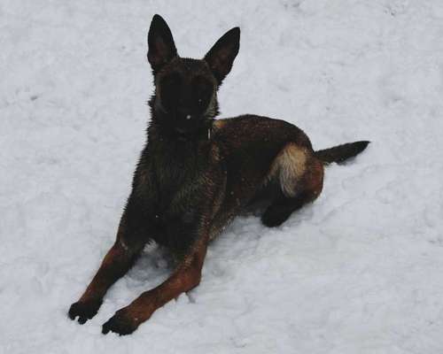 Schäferhund-Fans?-Beitrag-Bild