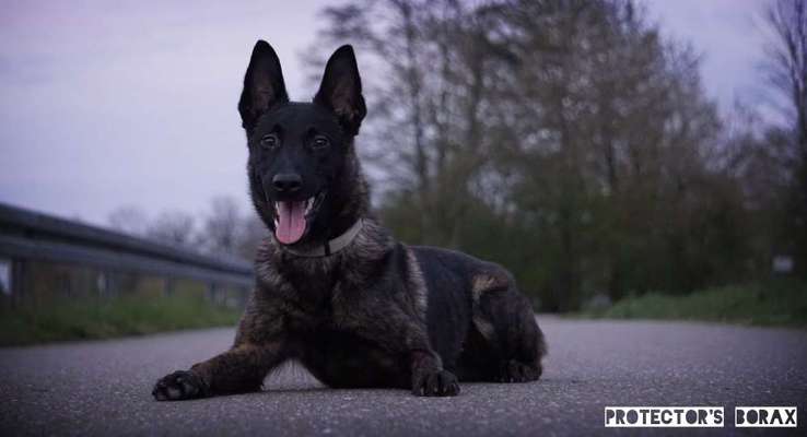 Schäferhund-Fans?-Beitrag-Bild