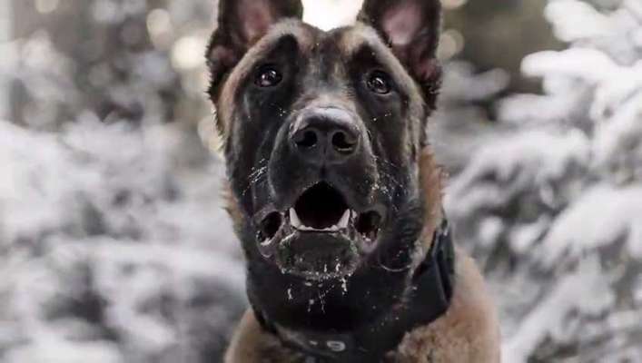 Schäferhund-Fans?-Beitrag-Bild