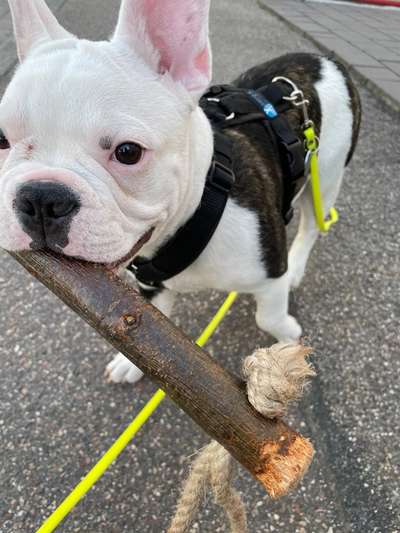 Lieblingsbild von euren Hunden?-Beitrag-Bild